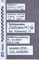 Etiketten zu Selatosomus salebrosus (Gurjeva, 1989) (NHMW-ZOO-COL-0008383)
